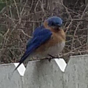 Meet your Posher, Cyndy